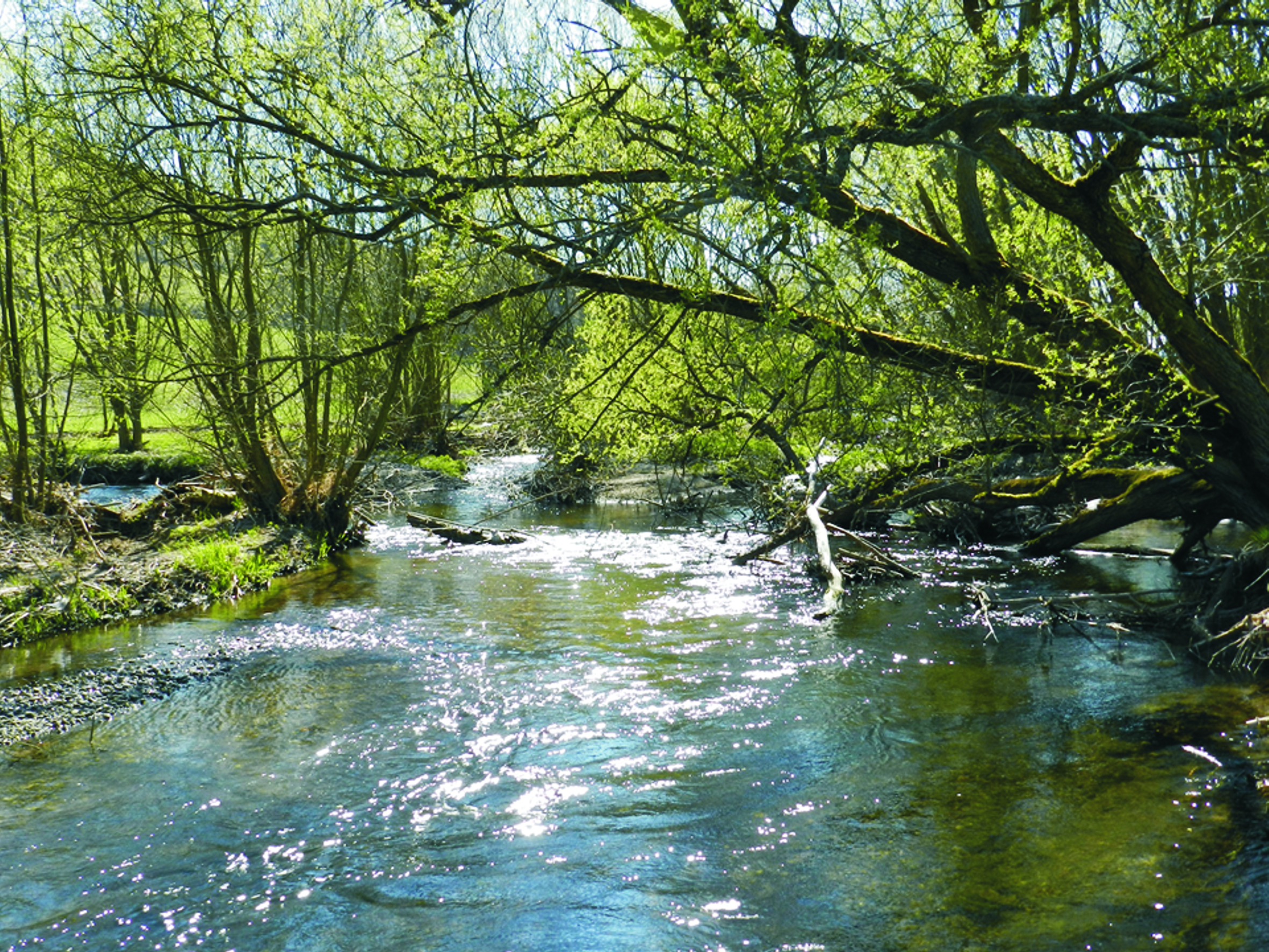 Grundkurs Grundlagen der Gewässerunterhaltung